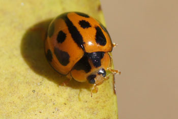 Trinity Beach. Variable ladybird (Coelophora inaequalis).