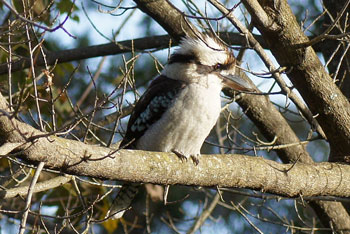 Blue winged kookaburra (Dacelo leachii)