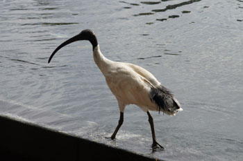 Australian white ibis (Threskiornis molucca). Very common in Sydney.  