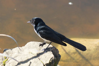 Swallow.