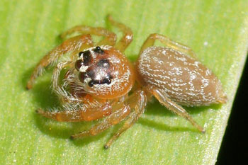 Hunter Valley. Jumping spider. Opisthoncus polyphemus ???