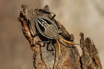 Gum Tree Shield Bug, Eucalyptus Shield Bug (Poecilometis acanthopygius) Nymph. 