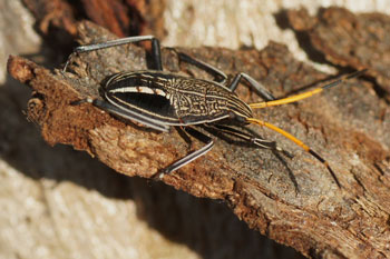 Gum Tree Shield Bug, Eucalyptus Shield Bug (Poecilometis acanthopygius) Nymph. 