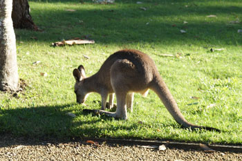 Eastern Grey Kangaroos walking on the camping. 