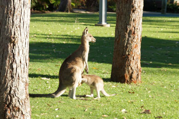 Eastern Grey Kangaroos walking on the camping. 