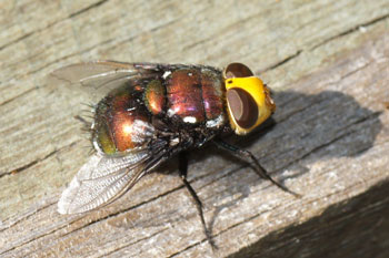 Coffs Harbour. Green Snail Parasitic Blowfly (Amenia chrysmae) 