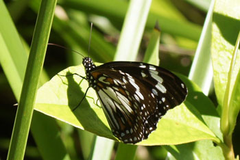 Coffs Harbour. Swamp tiger (Danaus affinis). 