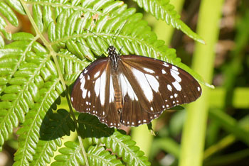 Coffs Harbour. Swamp tiger (Danaus affinis). 