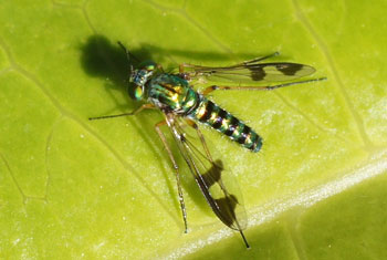 Coffs Harbour. Dolichopodidae.