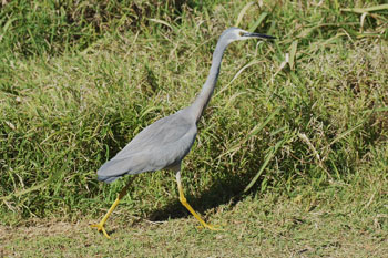 White-faced Heron (Egretta novaehollandiae)