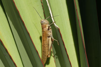 Lennox Head. Sprinkhaan. Giant Grasshopper (Valanga irregularis).