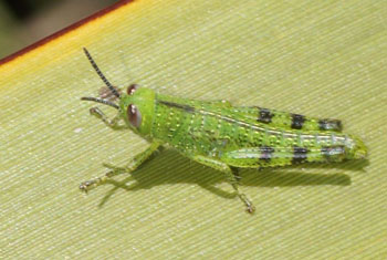 Lennox Head. Nimf Sprinkhaan. Nymph Giant Grasshopper (Valanga irregularis).