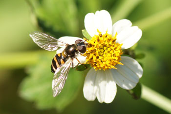 Lennox Head. Hoverfly. 