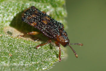 Lennox Head. lantana leefminer beetle?