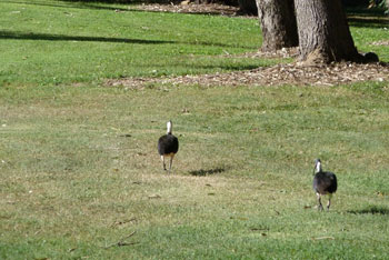 Straw-necked Ibis (Threskiornis spinicollis).