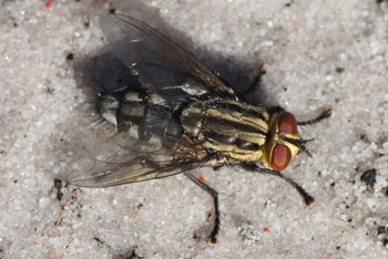 Lennox Head. Grey Flesh Fly (Sarcophaga aurifrons).