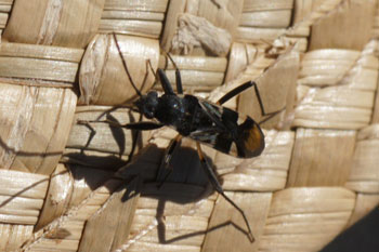 Lennox Head. Maybe Dieuches maculicollis. 