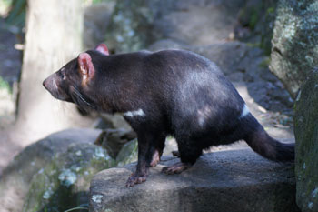 Tasmanian devil