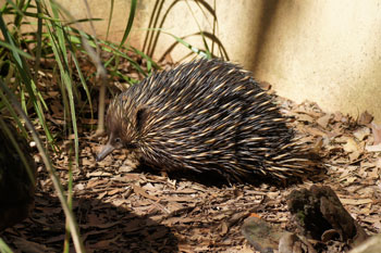 Mieren egel, echidna