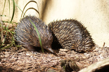 Mieren egel, echidna