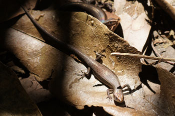 Lizard