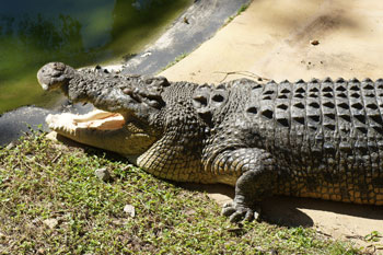 Saltwater crocodile