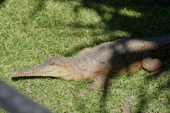 Freshwater Crocodile (Crocodylus johnstoni).    