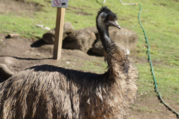 Emu