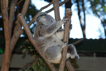 Koalas