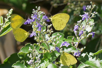 Broadbeach. Grass-yellows (Eurema sp.) probably Large Grass-yellows (Eurema hecabe).