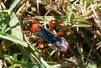 Ichneumon wasp. Orchid Dupe Wasp (Lissopimpla excelsa)???