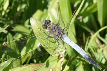 Hervey Bay. Libelle. Dragonfly. Blue Skimmer (Orthetrum caledonicum). Family Libellulidae. 