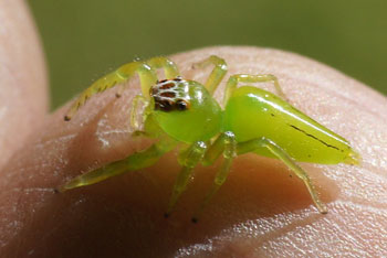 Hervey Bay. Green jumping spider (Mopsus mormon).