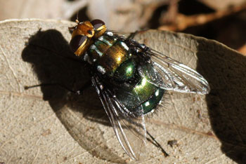 Hervey Bay. Green Snail Parasitic Blowfly ( Amenia chrysmae).