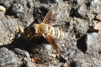 Hervey Bay. Villa spec. Bee-fly family (Bombyliidae).