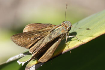  Hesperiidae Maybe Lyall's Swift (Pelopidas lyelli). It is a male, which you can tell by the sex brand on the inside of the forewing.