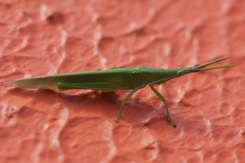 Rockhampton. Sprinkhaan. Northern Grass Pyrgomorph