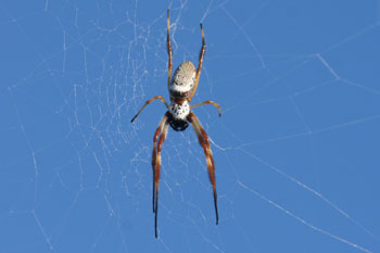 Rockhampton. Golden Orb (Nephila).