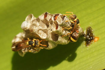 Rockhampton. Common Paper Wasp (Polistes humilis)?