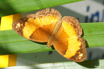 Australian Rustic (Cupha prosope).