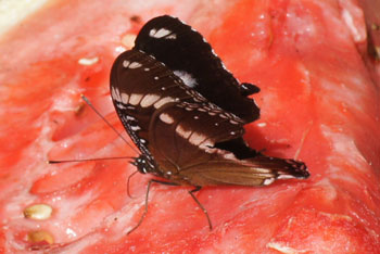 Airlie Beach. Great Eggfly (Hypolimnas bolina) female.