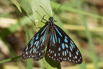 Airlie Beach. Blue tiger butterfly ( Tirumala hamata). 