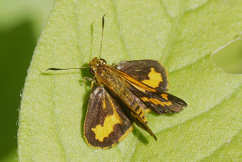 Airlie Beach. Hesperiidae.