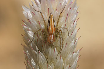 Airlie Beach. Oxyopes quadrifasciatus ?