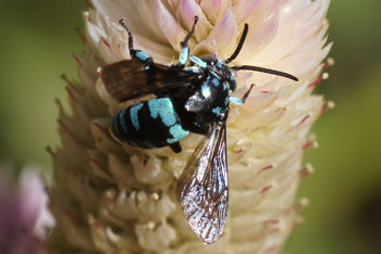 Airlie beach. Neon Cuckoo Bee (Thyreus nitidulus).