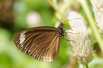 Airlie Beach. Purple Crow (Euploea tulliolus).