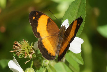 Australian Rustic (Cupha prosope).