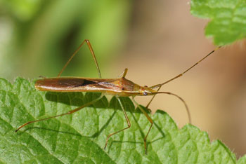 Airlie Beach. Leptocorisa (acuta ?).