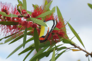 Manu Rainforest. Union Jack (Delias mysis).