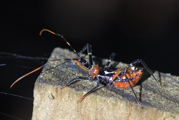 Atherton. Reduviidae. Nymph.